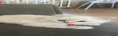 Caspian (red collar)