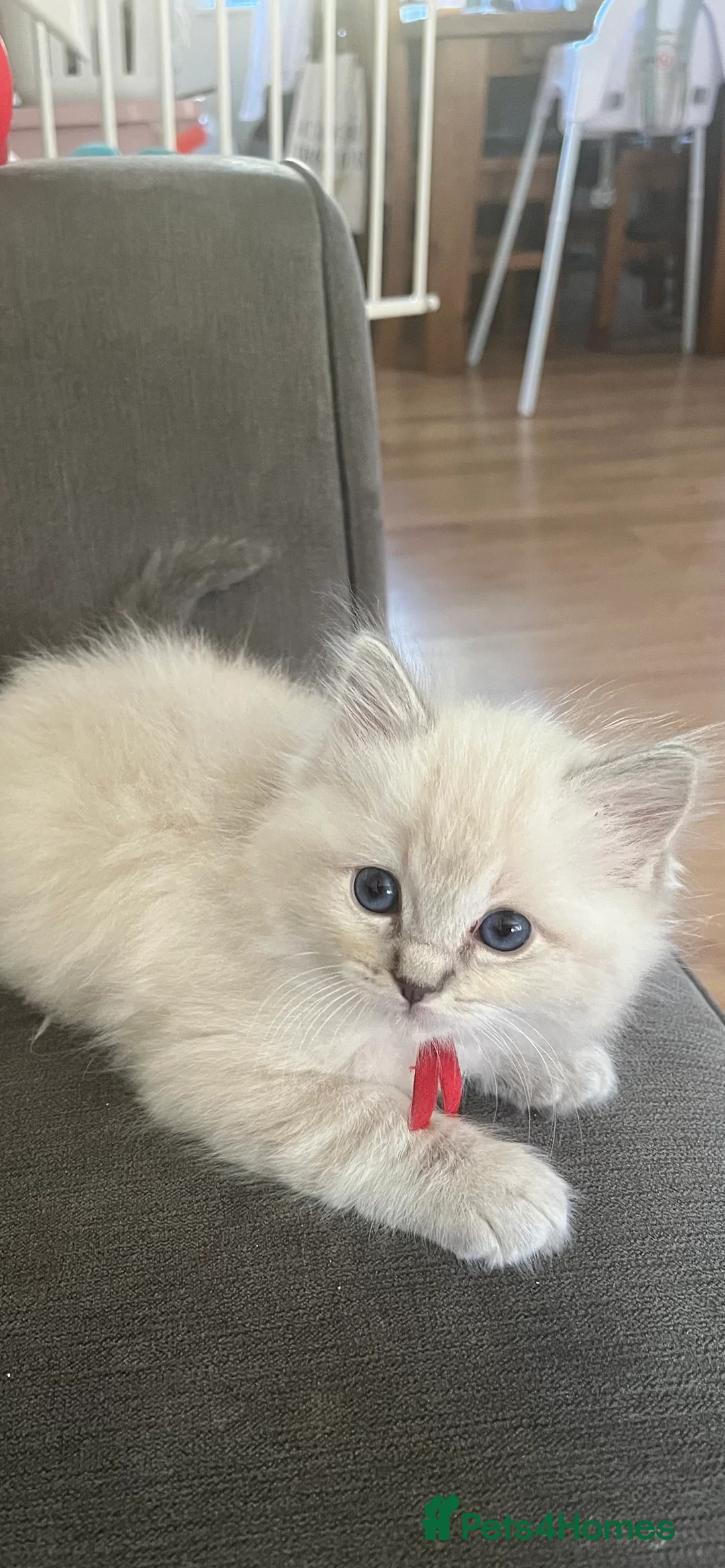 Ragdoll cats for sale: TICA registered pedigree Ragdoll kittens - Advert 37
