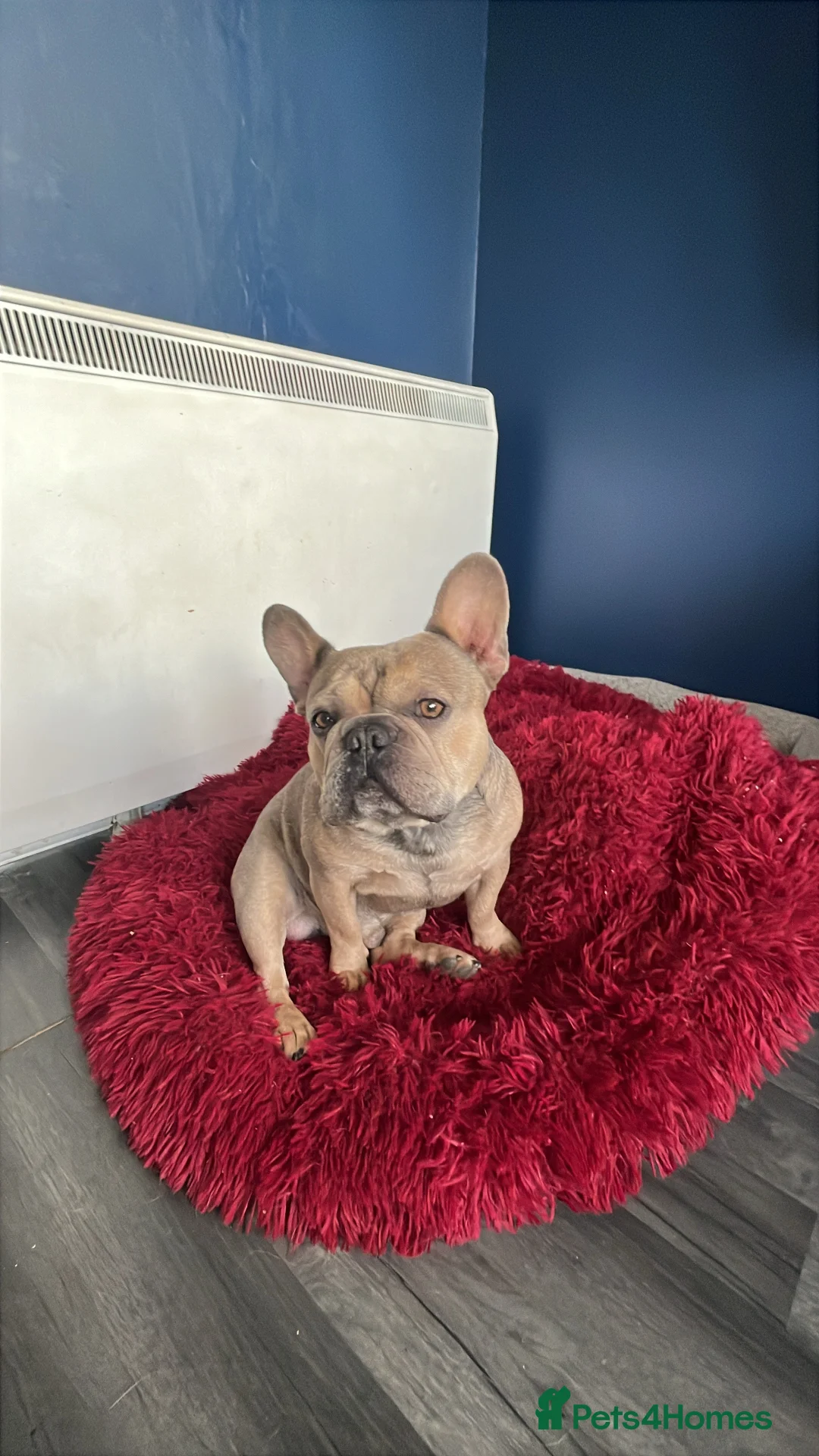 French Bulldog dogs for stud: Proven KC registered Frenchie for stud - Advert 1