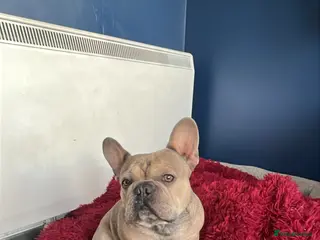 French Bulldog dogs Proven KC registered Frenchie for stud - Advert 1