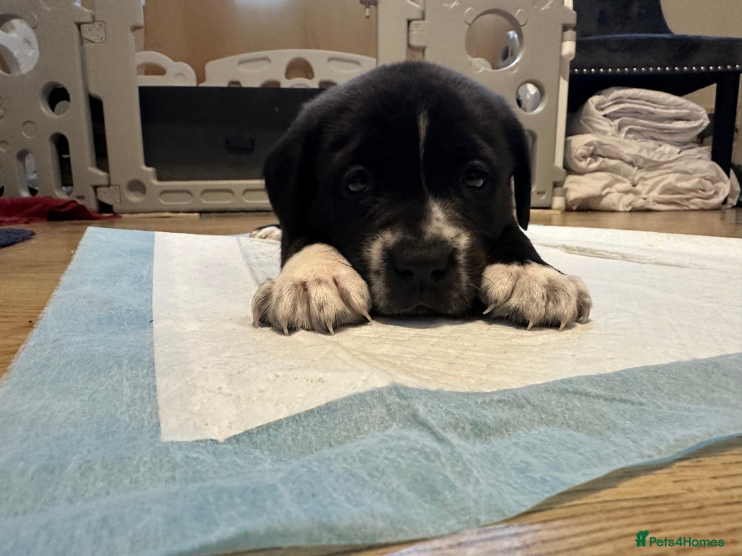 Mixed Breed dogs for sale: Lab- Cane Corso Puppies Looking for Loving Homes - Advert 15