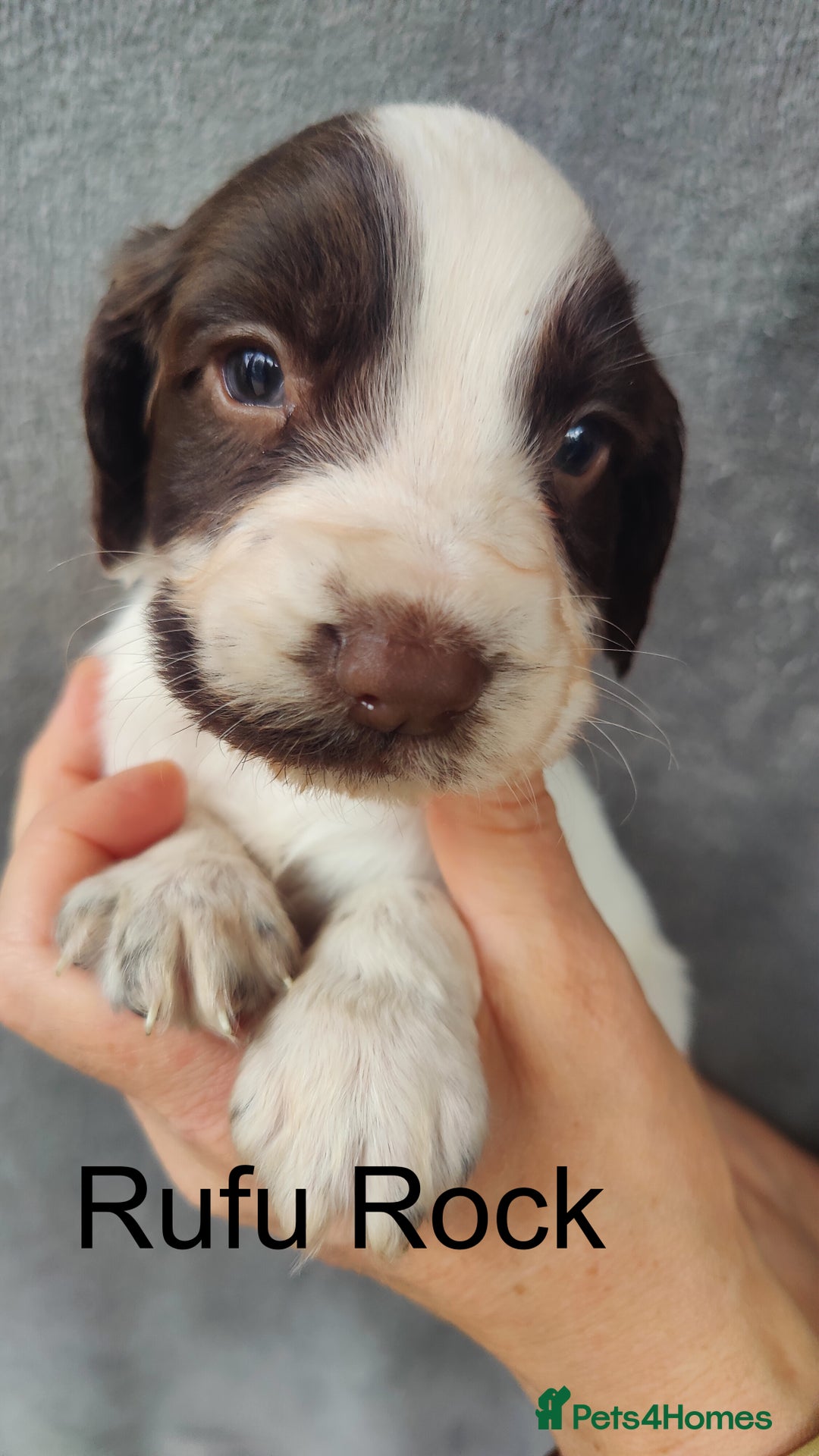 English Springer Spaniel dogs for sale: Highest Quality 8 DNA tested CLEAR KC reg puppies - Image 15
