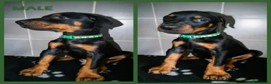 Dobermann 3