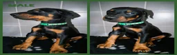 Dobermann dogs for sale: European Doberman Puppies  - Advert 5