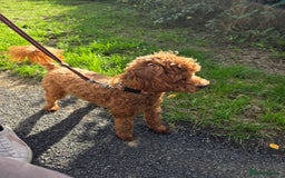 Miniature Poodle dogs for sale: STUNNING SOLID DARK RED FEMALE POODLE - Image 7