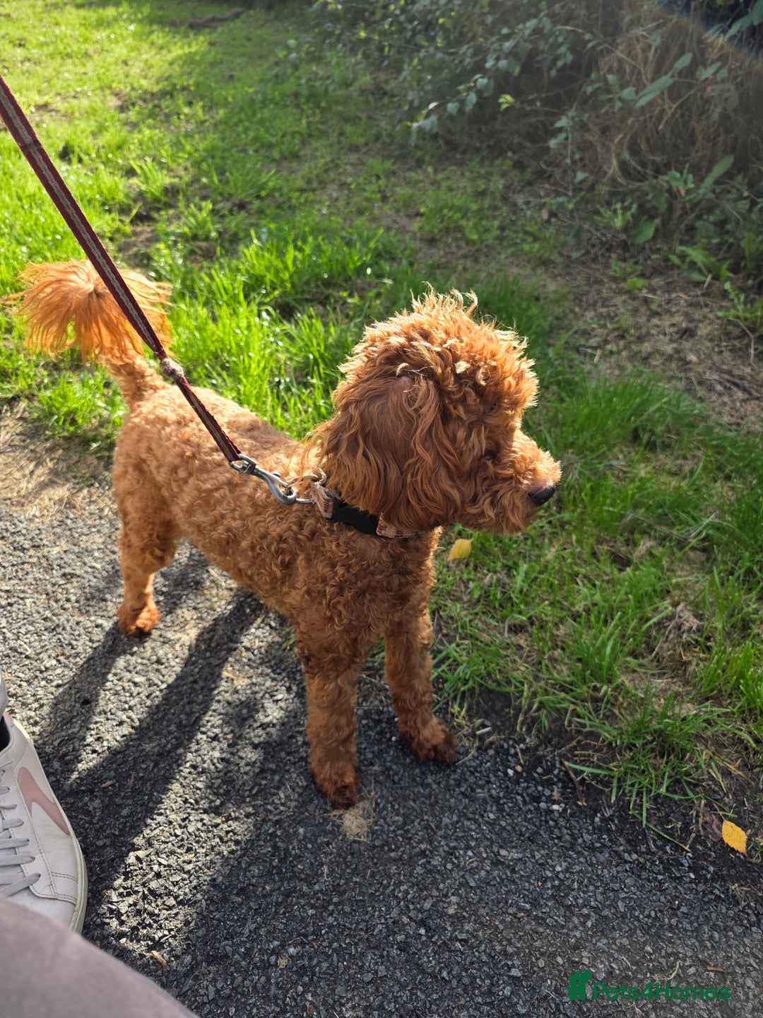 Miniature Poodle dogs for sale: STUNNING SOLID DARK RED FEMALE POODLE - Image 7