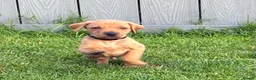 Labrador Retriever dogs for sale: F1 Labrador x Vizsla - Advert 23