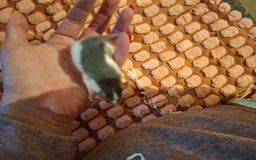 Rat rodents for sale: Fancy baby rats - Image 6