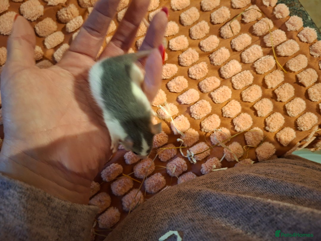 Rat rodents for sale: Fancy baby rats - Image 6