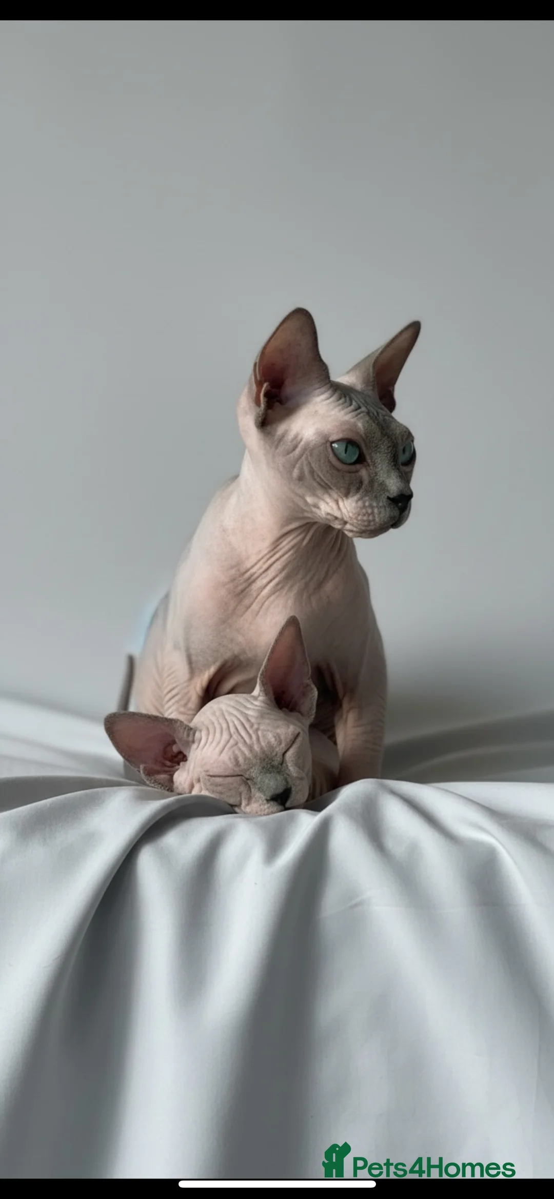 Sphynx cats for sale: Amazing Sphynx & Elf Kittens  - Advert 1