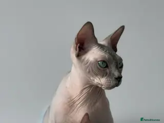 Sphynx cats Amazing Sphynx & Elf Kittens - Advert 5