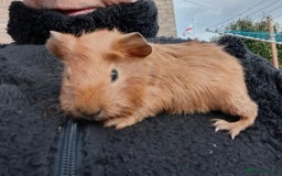 Guinea Pig rodents for sale: Baby guinea pigs  - Image 8