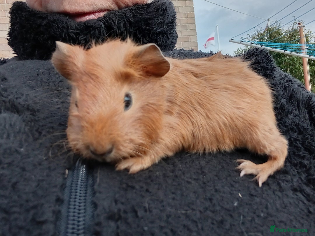 Guinea Pig rodents for sale: Baby guinea pigs  - Image 8