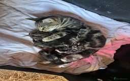 Mixed Breed cats for sale: 6 kittens for sale - Advert 2