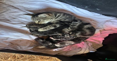 Mixed Breed cats 6 kittens for sale - Advert 4