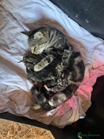 Mixed Breed cats 6 kittens for sale - Advert 4