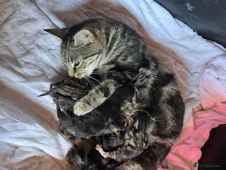 Mixed Breed cats 6 kittens for sale - Advert 3