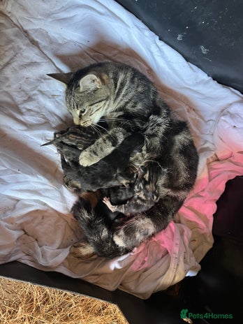 Mixed Breed cats 6 kittens for sale - Advert 1