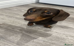 Miniature Dachshund dogs for sale: Miniature Dachshund for sale - Advert 4