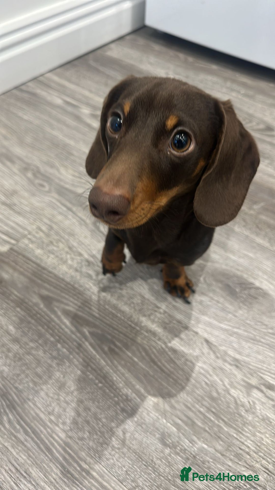 Miniature Dachshund dogs for sale: Miniature Dachshund for sale - Advert 4