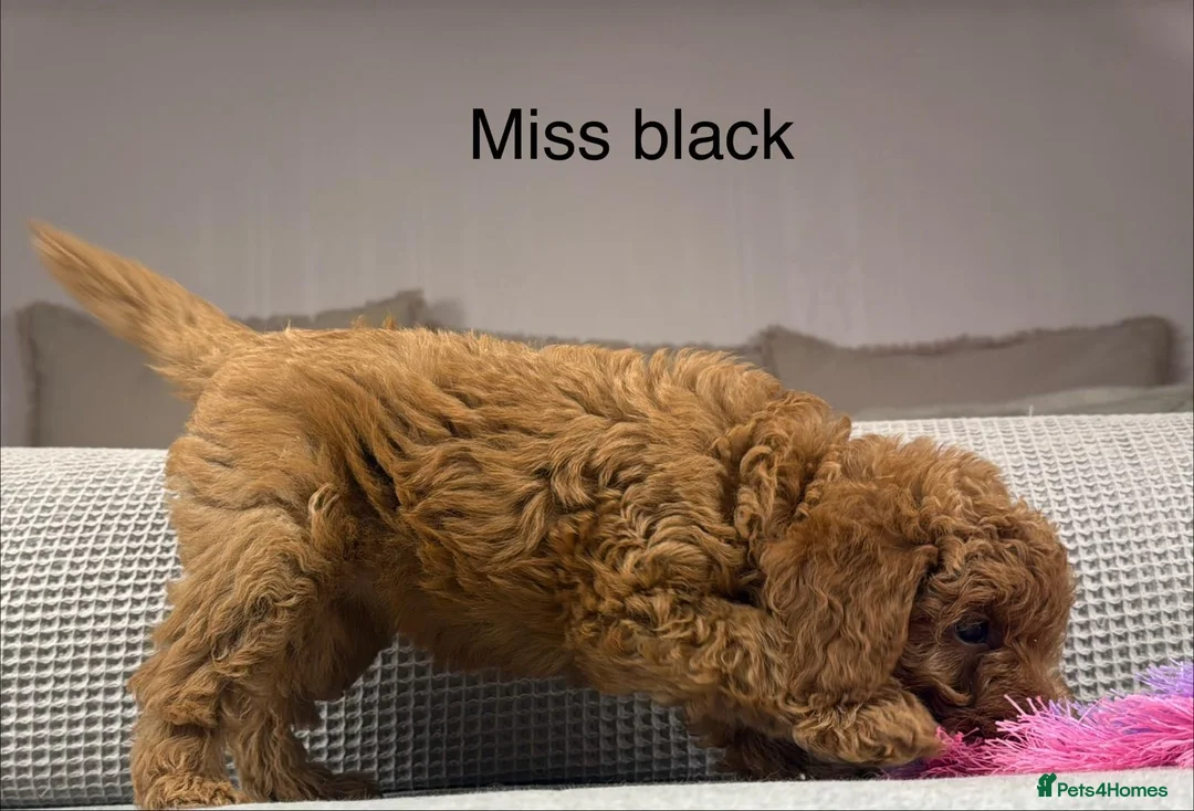 Labradoodle dogs for sale: STUNNING DOODLE MIX. HIP ELBOW DNA TESTED LINES - Advert 2