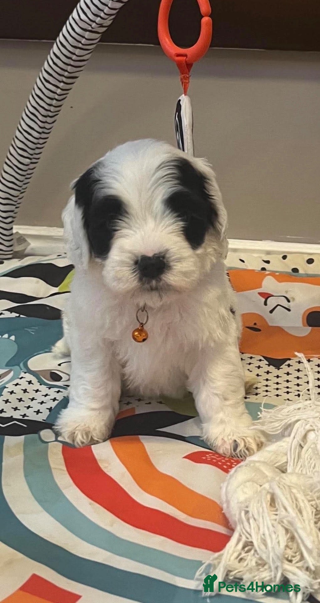 Sheepadoodle dogs Miniature Sheepadoodles - Advert 4
