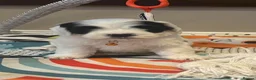 Sheepadoodle dogs for sale: Miniature Sheepadoodles - Advert 7