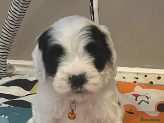 Sheepadoodle dogs Miniature Sheepadoodles - Advert 3