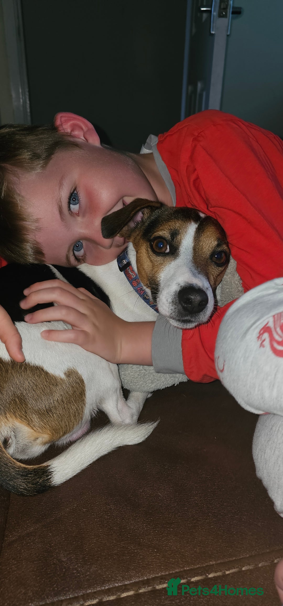 Jack Russell dogs for stud: Jack Russell Dog for Stud - Image 13