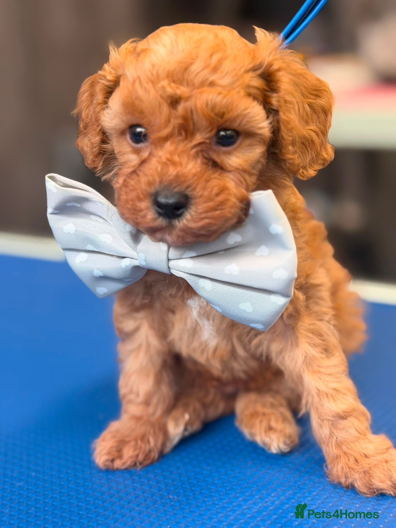Cavapoo dogs Beautiful litter of cavapoo - Advert 3