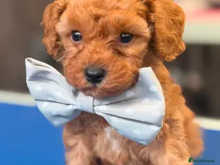Cavapoo dogs Beautiful litter of cavapoo - Advert 3