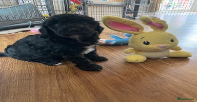 Cavapoo dogs - Advert 6