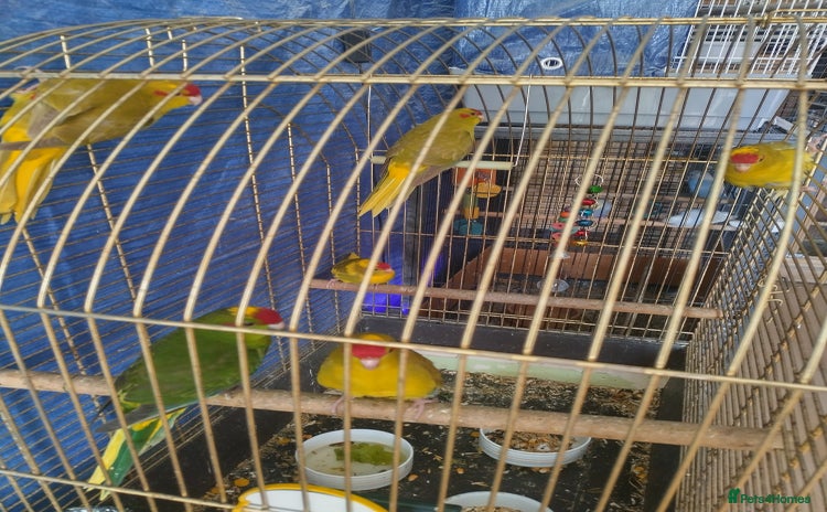 Parrots birds - Advert 4