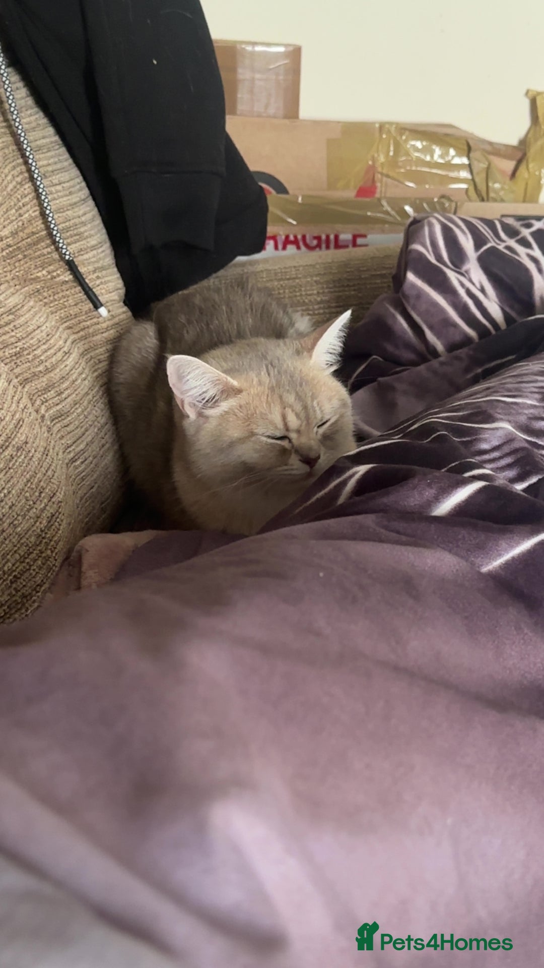 British Shorthair cats for sale: Female British shorthair  - Image 2