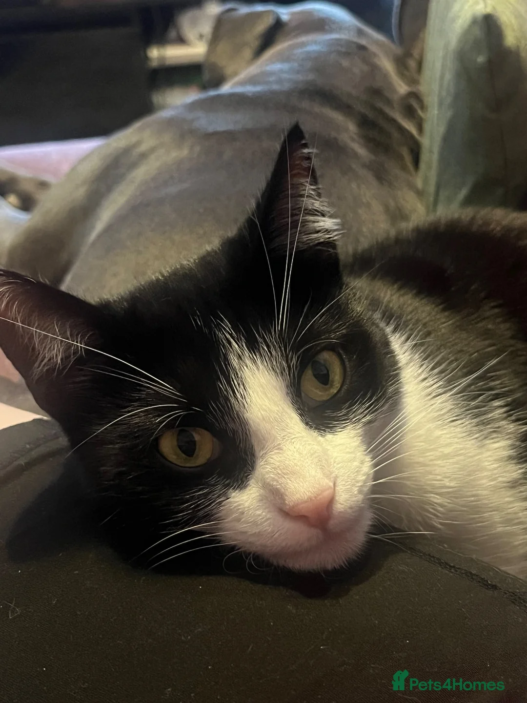 British Shorthair cats for sale: Female cat in Preston - Advert 1