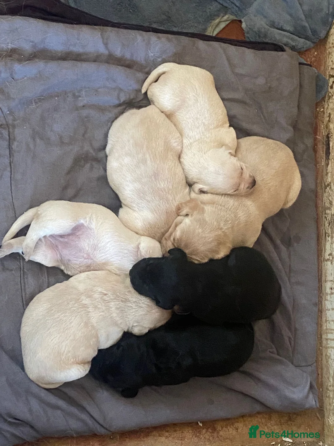 Labrador Retriever dogs for sale: Lovely Labrador puppies  in Bourne - Advert 24