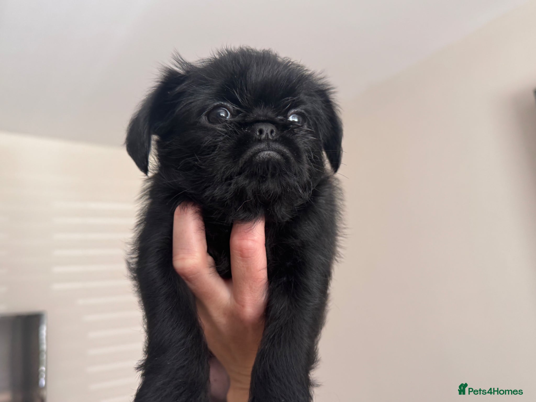 Griffon Bruxellois dogs 🐾 Griffon Bruxellois 🐾 - Advert 8