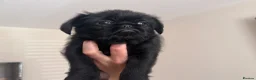 Griffon Bruxellois dogs for sale: 🐾 Griffon Bruxellois 🐾 in Port Talbot - Advert 1