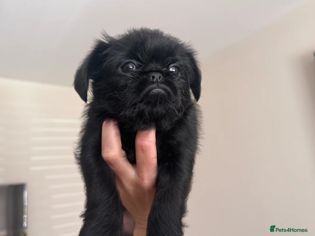 Griffon Bruxellois dogs for sale: 🐾 Griffon Bruxellois 🐾 in Port Talbot - Advert 1