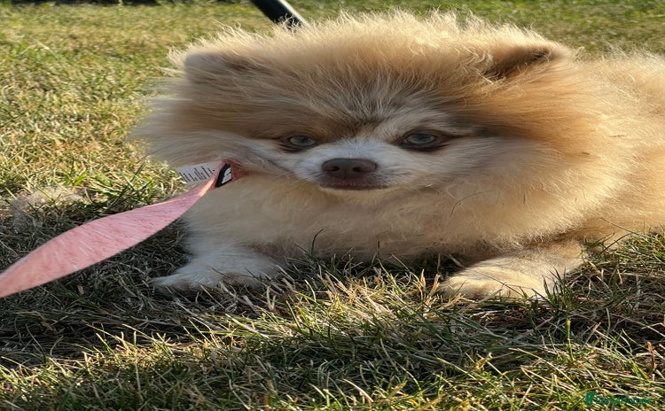 Pomeranian dogs 💜🧸 PROVEN LILAC MEARLE STUD BOY 🧸💜 - Advert 15