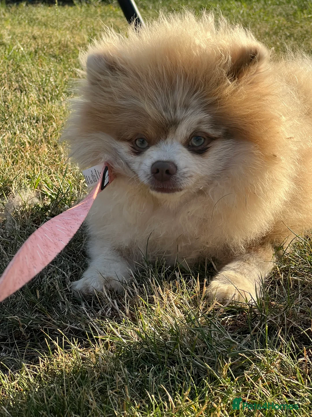 Pomeranian dogs for stud: 💜🧸 PROVEN LILAC MEARLE STUD BOY 🧸💜 - Advert 1