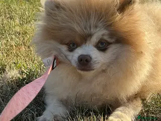 Pomeranian dogs 💜🧸 PROVEN LILAC MEARLE STUD BOY 🧸💜 - Advert 21
