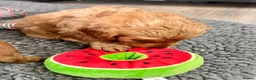 Cavapoo dogs for sale: stunning Cavapoo puppies up for sale  in Egremont - Advert 17