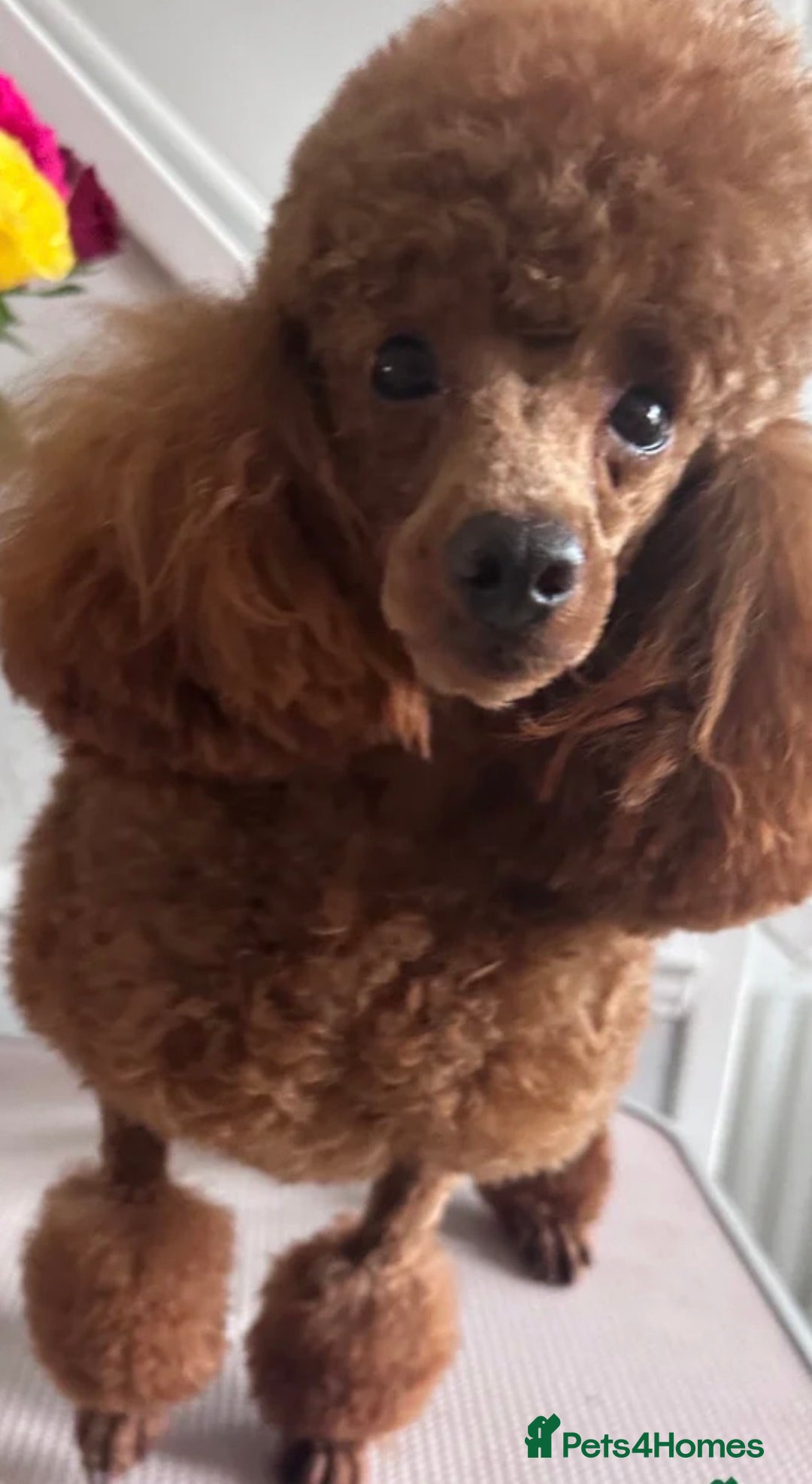 Jackapoo dogs for sale: Much Wenlock Jackapoo puppies - Rare & Special - Advert 5