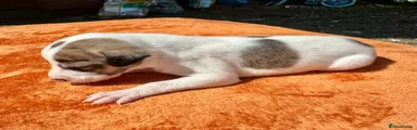 Lurcher Puppy 4