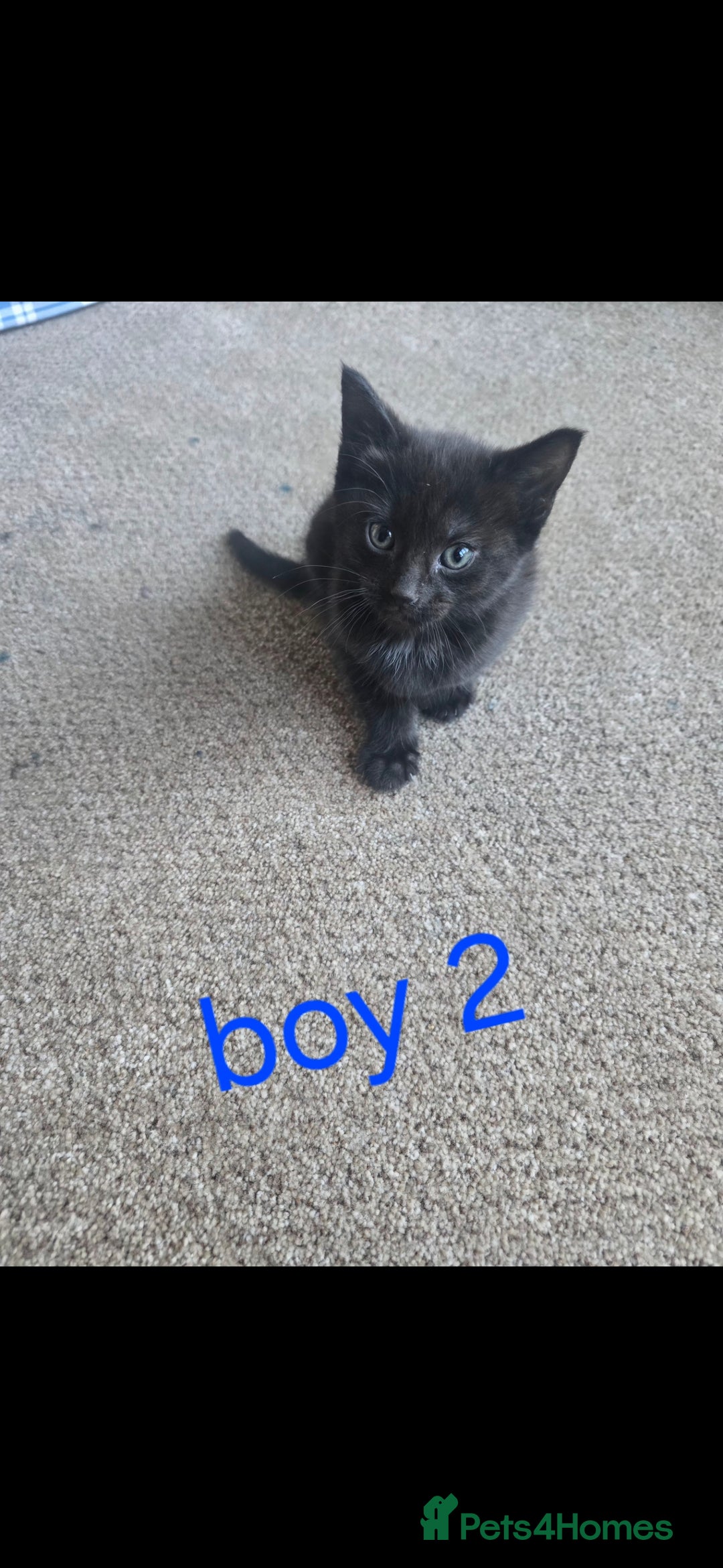 Mixed Breed cats for sale: Mixed breed kittens for sale - Advert 4