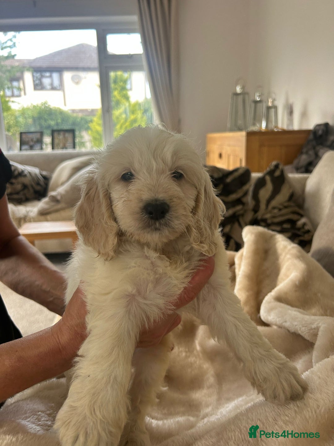 Cockapoo dogs for sale: Adorable F1 cockapoo puppies  - Image 19