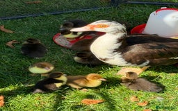Ducks poultry for sale: Muscovy ducklings x 6 - Image 1