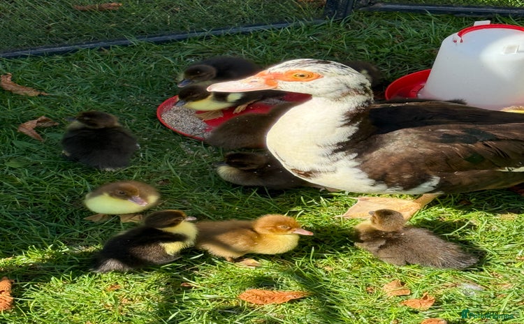 Ducks poultry - Advert 5