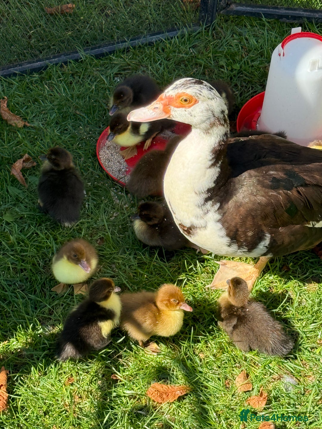 Ducks poultry for sale: Muscovy ducklings x 6 - Image 1